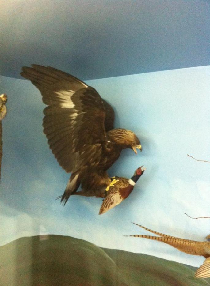 11047078_1560310520875733_1870567893_n