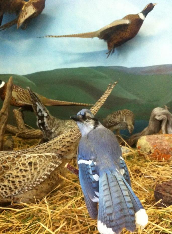 11041496_1560310290875756_416989465_n